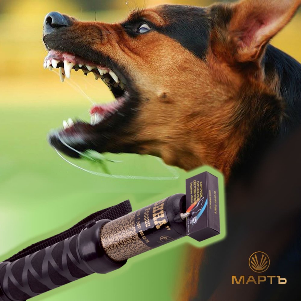 Жителям Бурятии посоветовали носить электрошокеры от бродячих собак